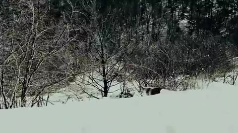 Siberian Education (2022). The wolf