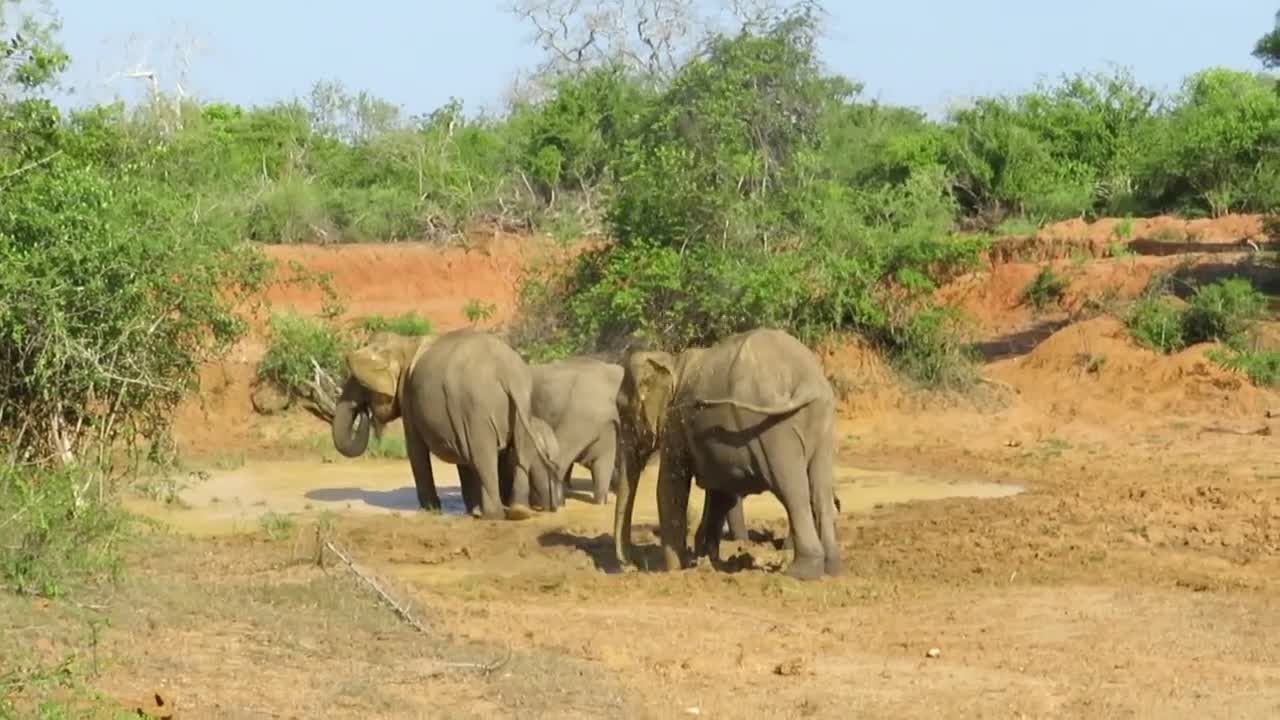 Elephant and Baby Enjoying