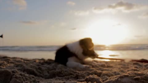 CARE WHEN TAKING THE DOG FOR A WALK ON HOT DAYS.