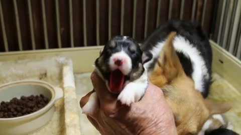 The Most Adorable 10 Day Old Corgi