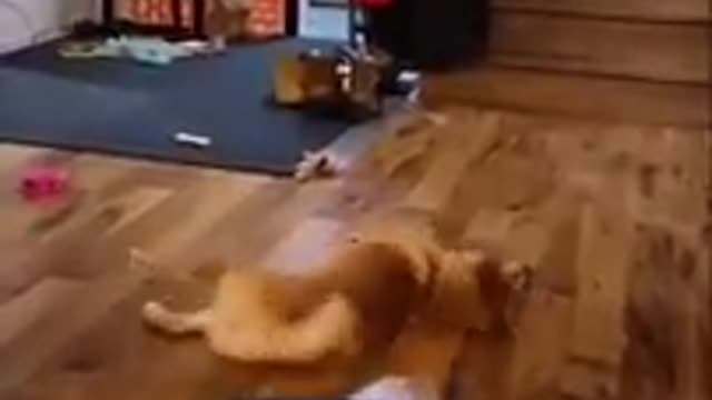 Super Funny Dog videos#4/ chihuahua Tv