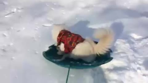 Sled joy ride of Blaze the cat