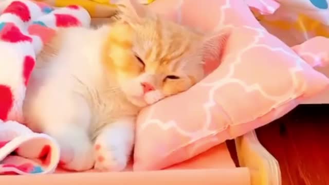 Pet bed, with support to put next to your bed#Shopee Find
