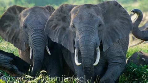 Protecting African Forest Elephants: Threats, Importance, and Conservation Efforts