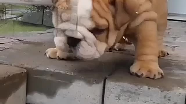 The daily life of a bulldog