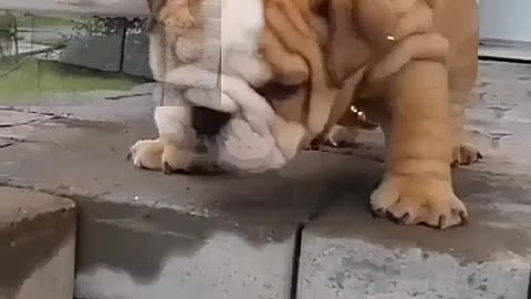 The daily life of a bulldog