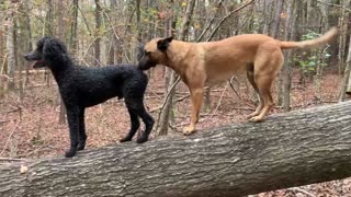 Poodle and Malinois practice jumping and balance .