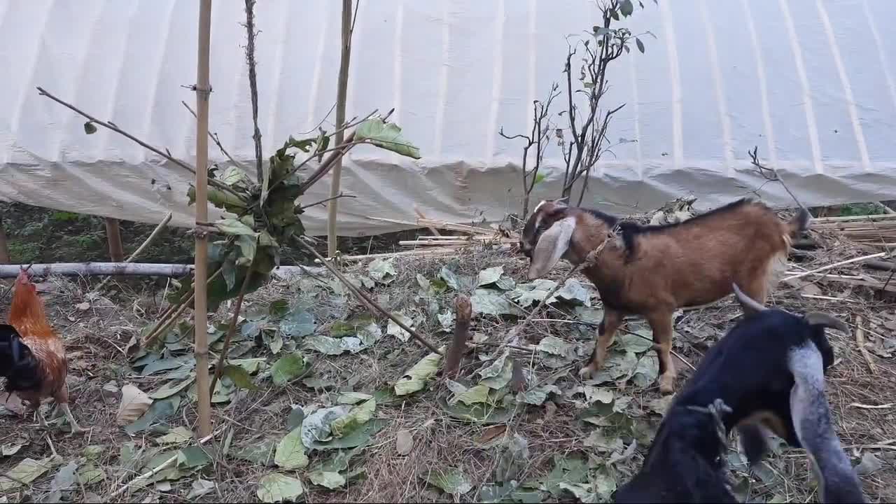 Hen vs goat funny battle