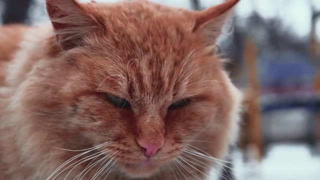 Old homeless red cat on the street. Close-up portrait cute American short hair cat. Cute cat face