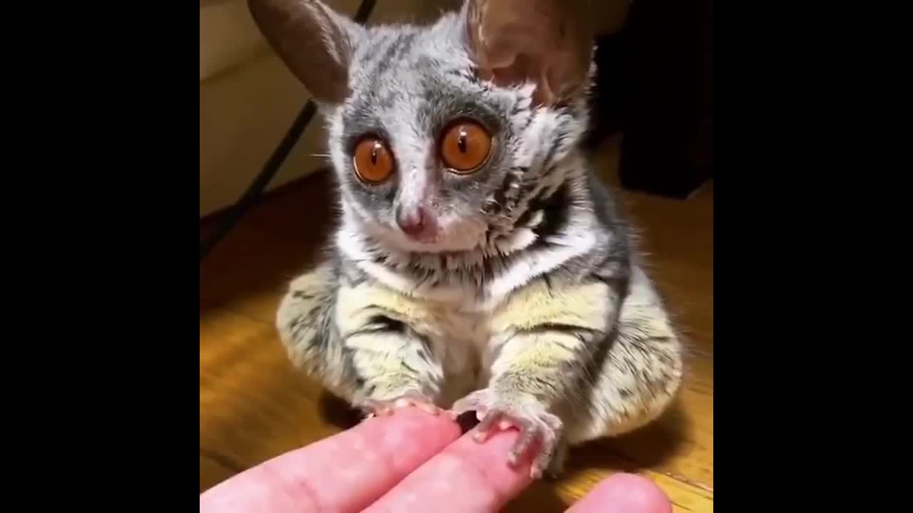 This is the Coolest little animal Ive Ever Seen.