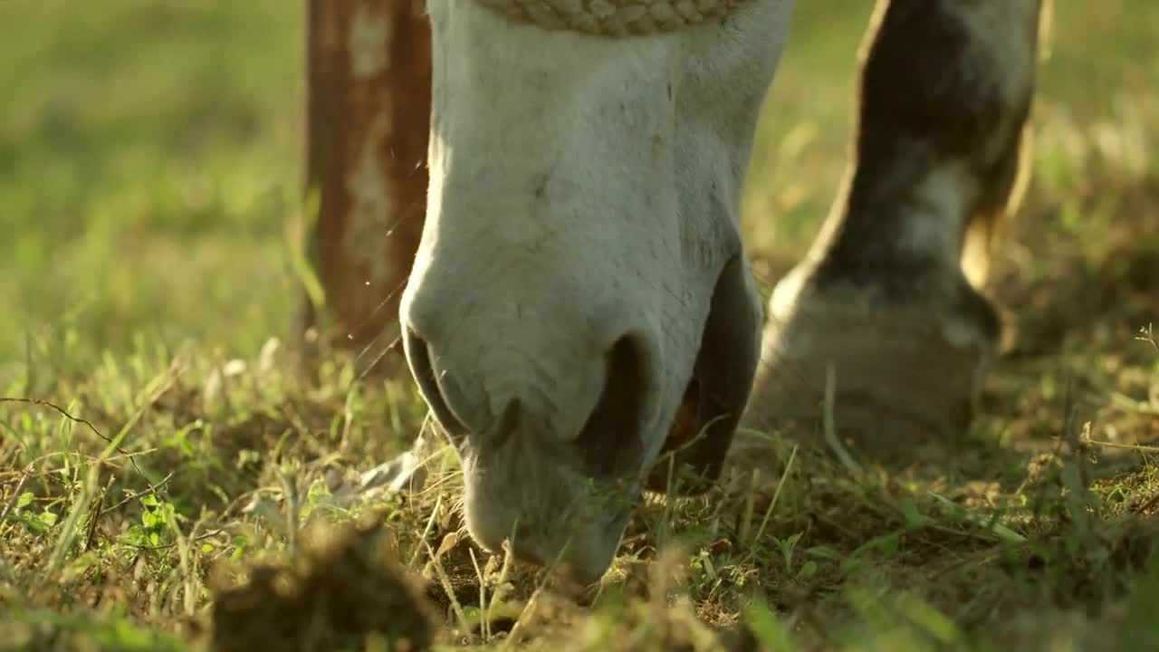 Horse Grazing in Grass, Closeup