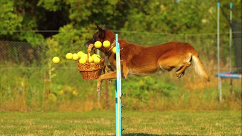 amazing dog collection