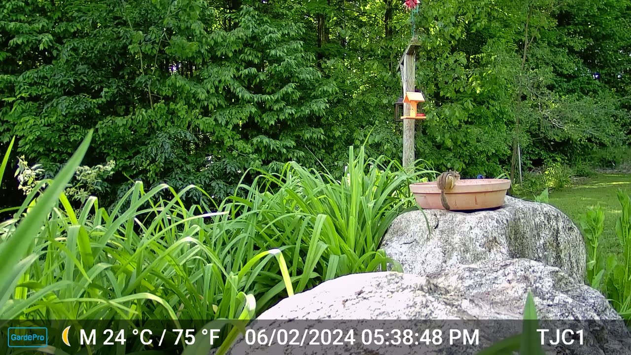 Chipmunk Scares Indigo Bunting