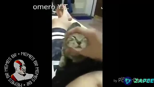 meow funny cat and its owner _mem