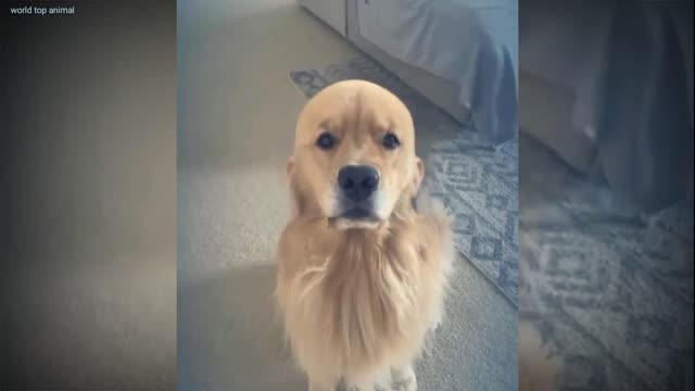 Very good dog's video 🐕🐕#short