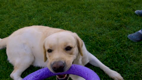 Dog Lying on the Grass Biting a Toy