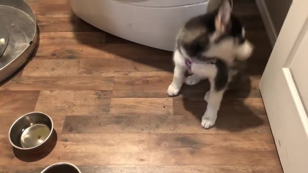 Impatient Siberian husky puppy