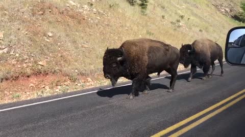 Bison Casually Walk Past Cars On Public Road