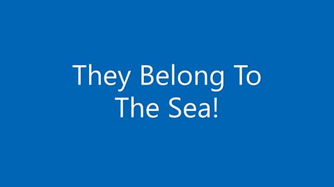 They All Want To Go To The Sea