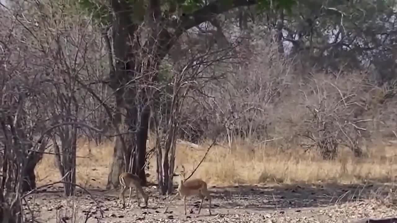 Amazing Baboon Save Impala From Leopard Jumps Tall Tree To Ambush | Leopard Hunting Fail