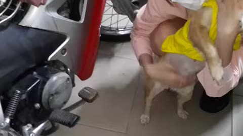 My Dog Happily Welcomed Her Mom Back To Home