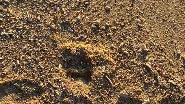 A Woman's Feet Walking Barefooted On The Beach Shore