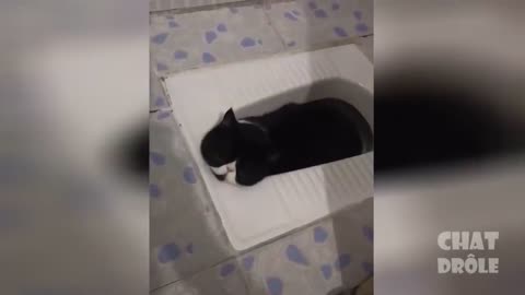 A selection of very funny videos with cats