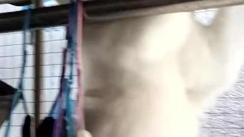 Do the kittens want to escape from prison when they grow up.