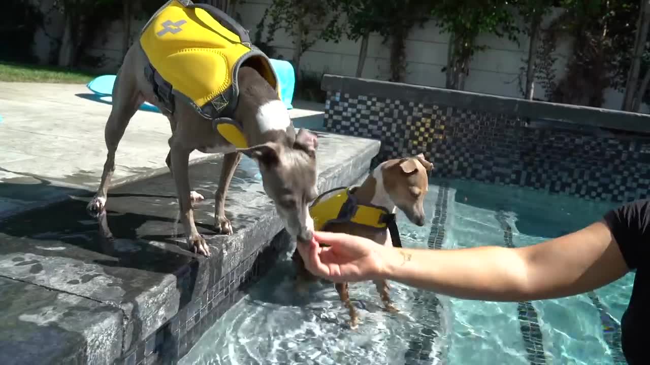 teaching a dog how to swim in a pool