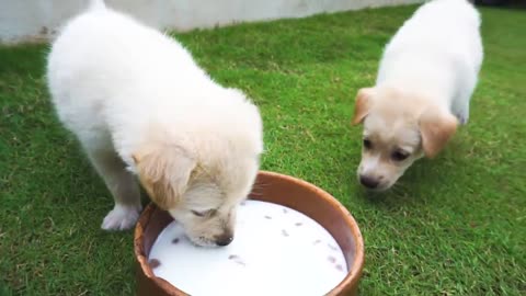 Playful cute dog Are Thrilled With Their New Toy