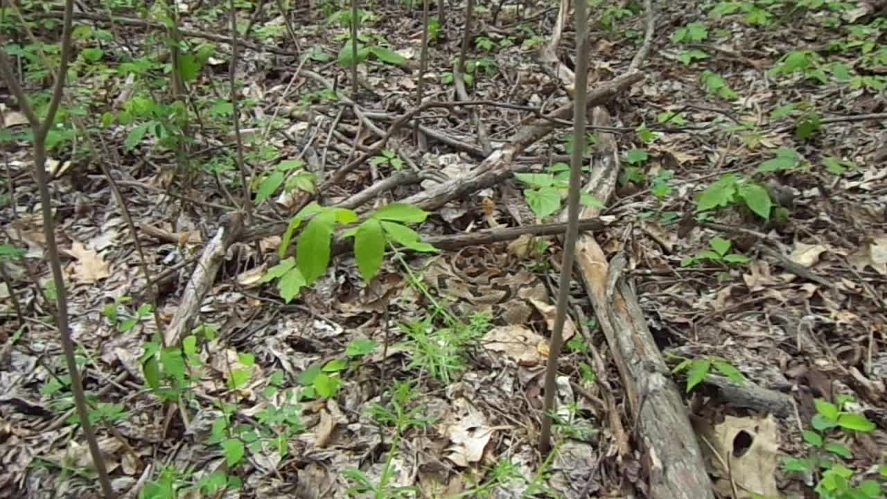 Watch Out For Snakes When Mushroom Hunting!