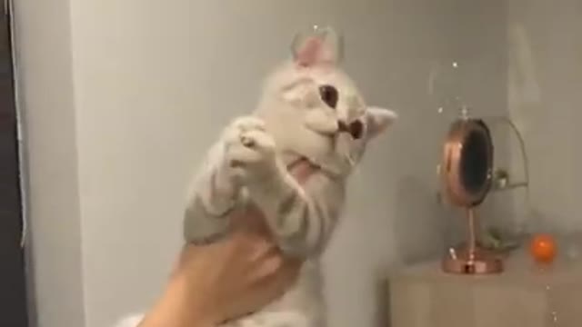 Cute cat playing with bubbles