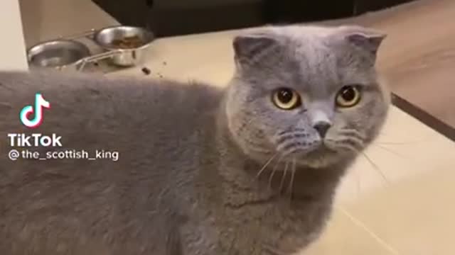 SHE DOESNT LIKE SHRIMP | FUNNY CAT | TIKTOK VIDEOS