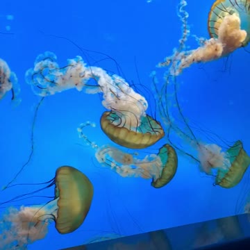 Amazing Jelly fish