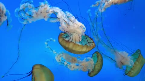 Amazing Jelly fish