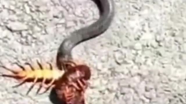 snake vs ​Locust