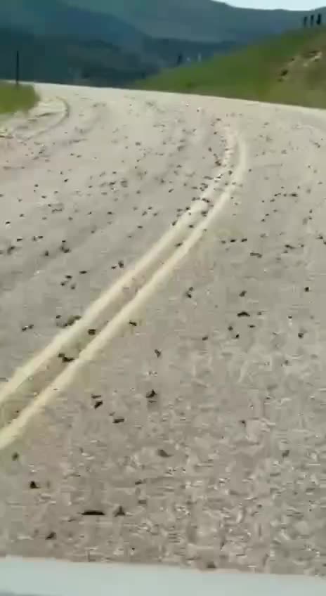 US attacked by flocks of giant crickets