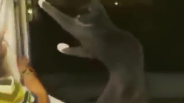 Animal reaction