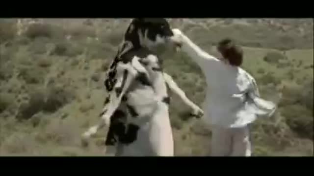Cow best fight