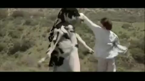 Cow best fight