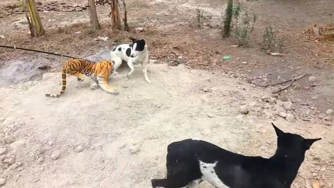 The dog's despair at seeing a fake tiger.