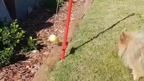 Pomeranian Has Endless Fun With Backyard Tennis Game