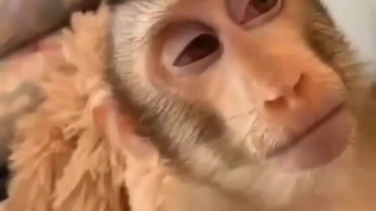 Funny Monkey sleeping and playing