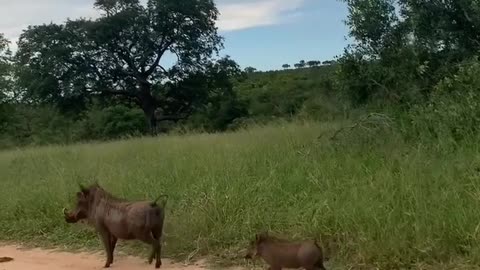 South africa forest leopard hunting pig