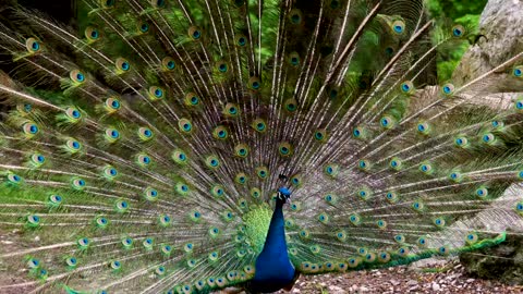 colorful peacock