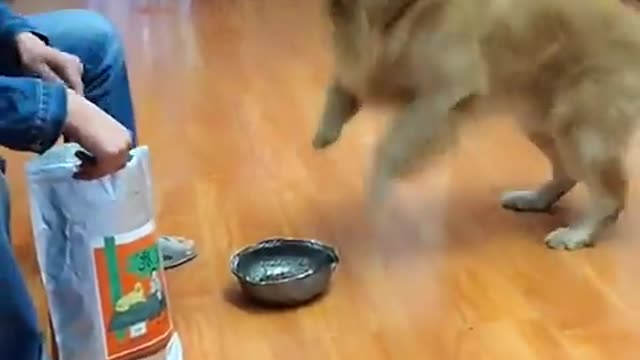 Golden Retriever is enthusiastic about public welfare🥰Funny dog ​​go blind date😂
