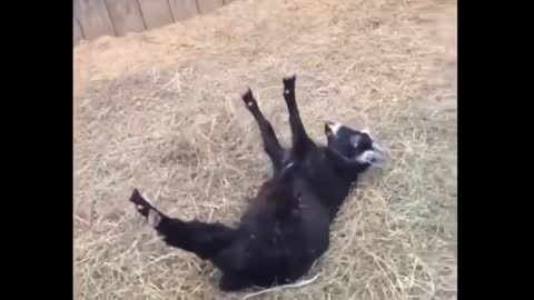 My goat pretending to die