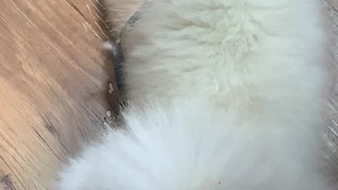 the back of a deadly dog