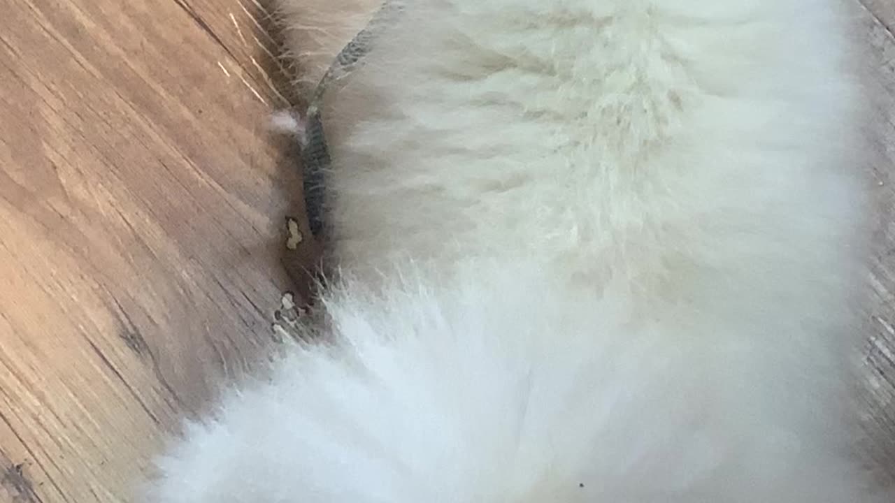 the back of a deadly dog