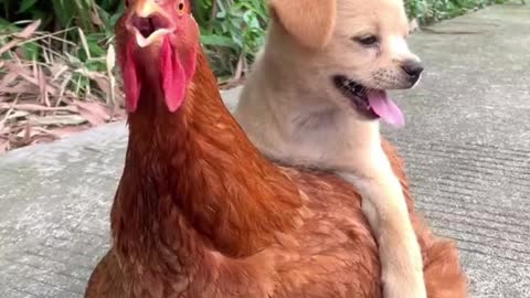 Big rooster and I are good friends, I step on him to eat